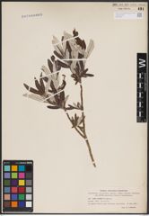 Foto von Salix candida Flüggé ex Willd.